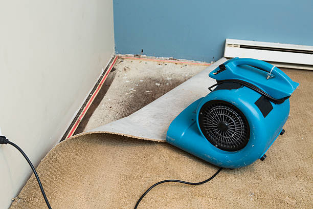 Best Mold removal after water damage  in South Oroville, CA